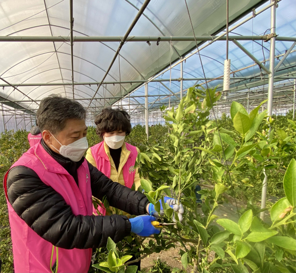 23일 대전시 중구 정생동 소재 천혜향 재배 농가를 찾아 임인년 첫 농촌일손돕기와 우리농산물 소비촉진 행사 진행