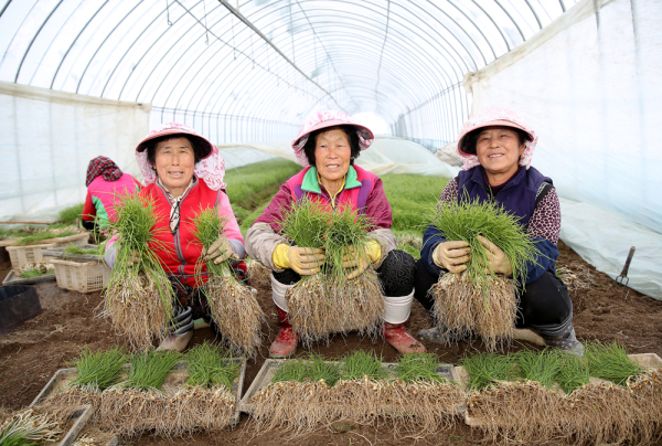 지난해 11월 롯데마트 출하를 위해 포장한 서산 달래