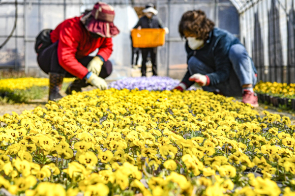 팬지, 비올라, 패랭이 3만본, 정생동 양묘장에서 도심 도로변으로 이식 준비 한창