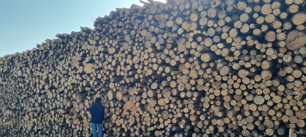 소나무류 이동단속 장면