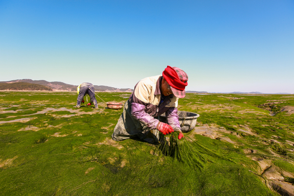 가로림만에 펼쳐진 서산 감태를 채취하는 모습