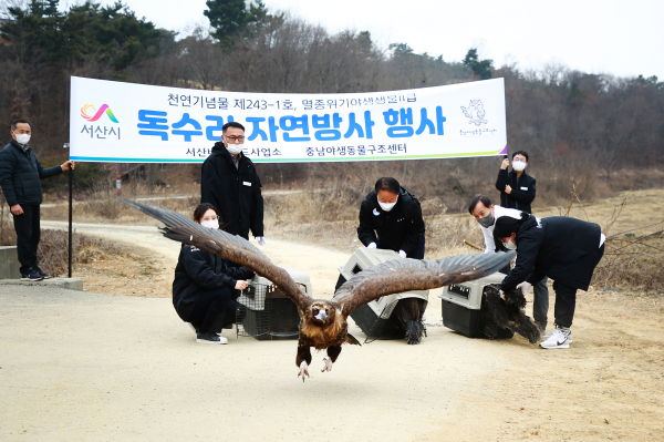 김인수 경제환경국장이 11일 천수만에서 독수리를 방사하는 모습
