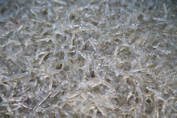 갓 잡아 살아있는 싱싱한 장고항 실치