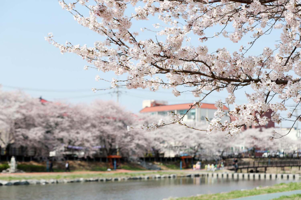 지난 2019년 해미천 벚꽃사진