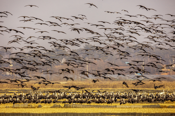 천연기념물 제228호인 흑두루미 군무 모습