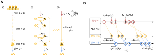 (A) 세포 외부 자극이 수용체를 통해 신호 체계를 활성화하고 활성화된 신호가 전달외서 최종 반응을 일으킨다 (i). 이러한 신호 전달 체계는 n개의 속도 제한 단계를 갖는 수리 모형으로 기술될 수 있고 (ii), 이는 Gamma 분포를 따르는 시간 지연을 갖는 일변수 모형으로 대체가능하다 (iii). (B) 일변수 모형에 대응되는 큐잉 모형. 활성화된 신호는 시간 지연을 거쳐 전달이 완료되어 반응이 나타나고, 최종적으로 소멸된다.