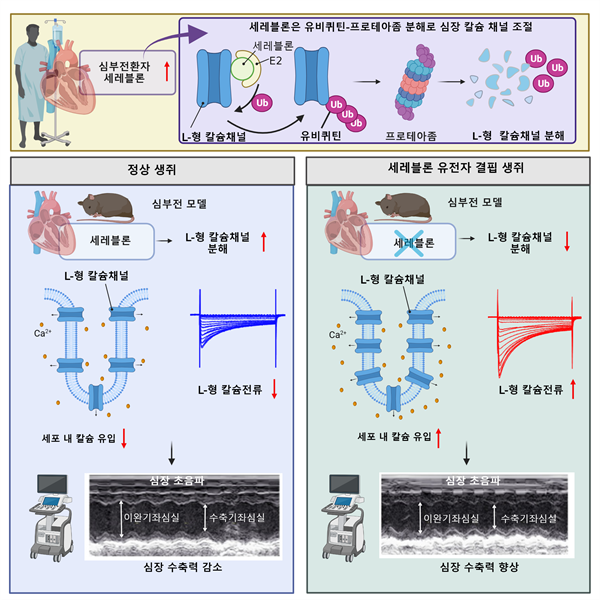 세레블론과 L-형 칼슘채널의 병리학적 조절 기전과 심장 수축기능 개선 효과