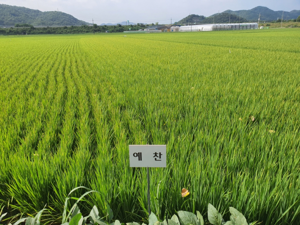 ‘예찬벼’ 재배단지
