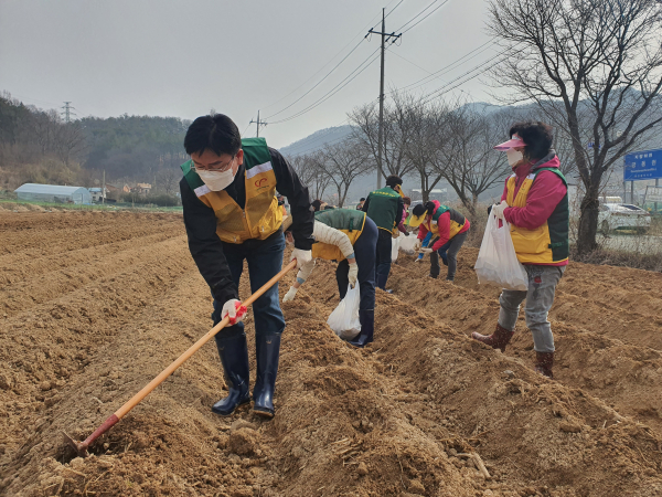 지난 25일 금동 행복나눔농장에서 열린 씨감자를 심고 있는 자원봉사 활동 모습