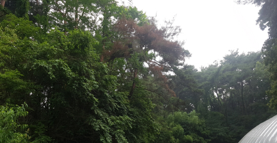 청양 화성면서 소나무재선충병 감염 확인