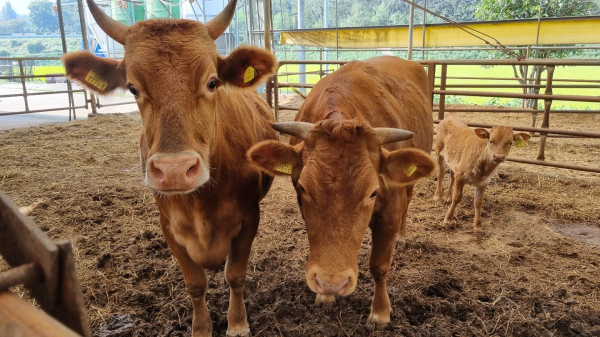 당진시 순성면에 위치한 한우 농가