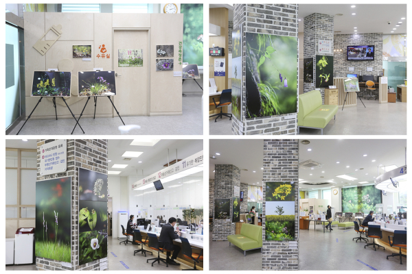 서산시청 종합민원실, 야생화 사진전 모습