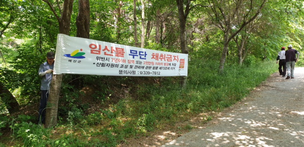 산나물 불법채취 예방 현수막/예산군 제공