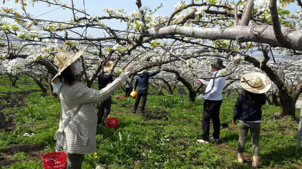 지난해 인공수분 작업 장면