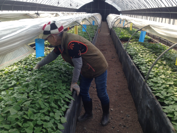 시험재배 고구마 소담미, 호풍미 재배관리 사진
