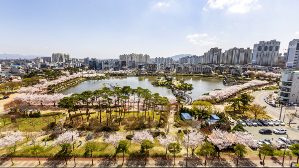 서산중앙호수공원 벚꽃 모습