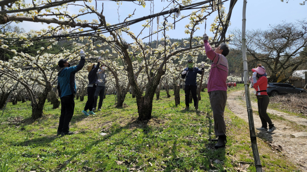 회덕농협, 배 농가 찾아 농촌일손돕기 봉사진행