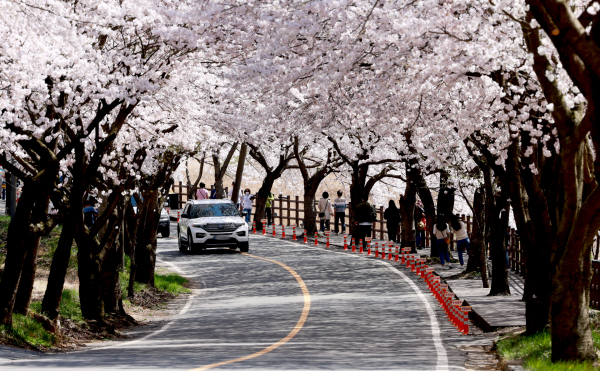 주산 벚꽃길 모습