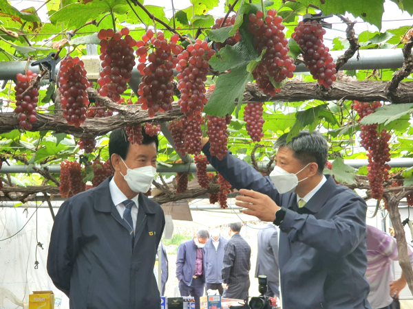 대전광역시 동구 대별동 338 (송일구씨 농가) 델라웨어 포도 전국 첫 출하 행사