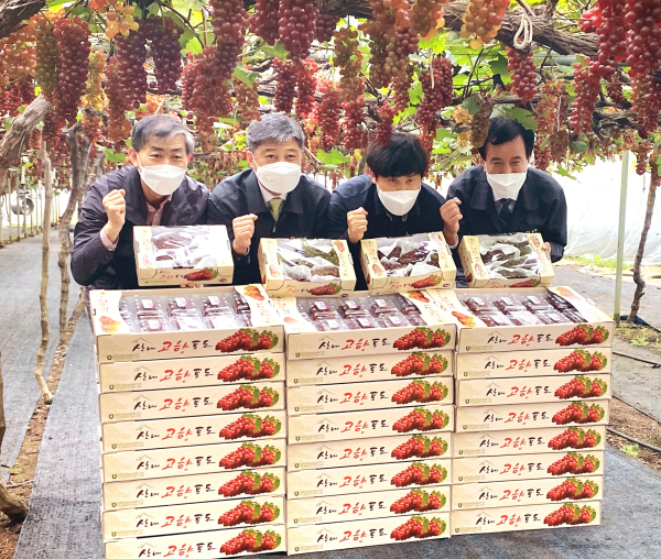 대전광역시 동구 대별동 338 (송일구씨 농가) 델라웨어 포도 전국 첫 출하 행사