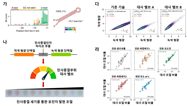 대장균 전사종결부위 발굴-특성 규명 및 이를 바탕으로 한 대사 밸브 개발