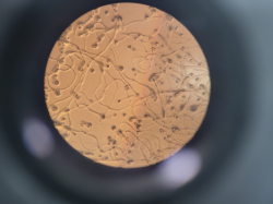 꽃가루 발아 검정 현미경 사진