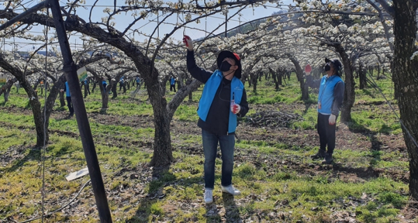 농어촌공사 아산지사 직원들이 배 화접을 하고 있다