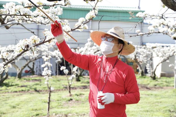 배꽃 인공수분 작업하는 박상돈 천안시장