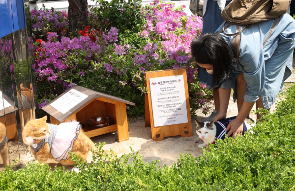 길고양이 쉼터 모습