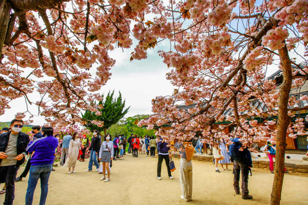 개심사 겹벚꽃 모습