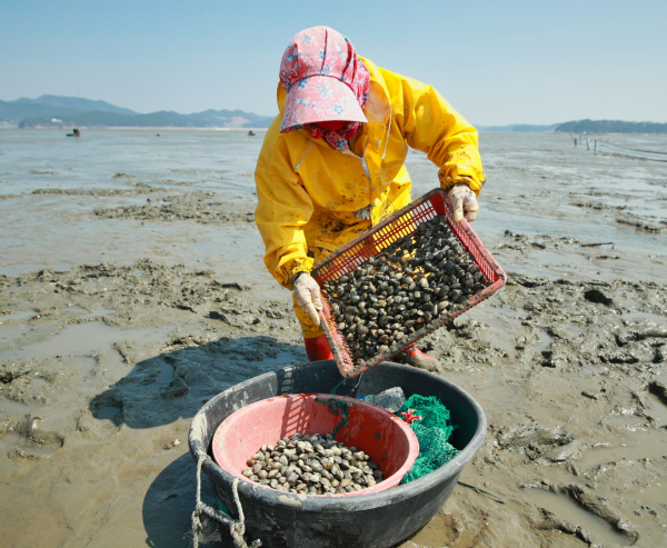 지난 20일 소원면 신덕리에서 어촌계원들이 게르마늄 바지락을 채취하는 모습.