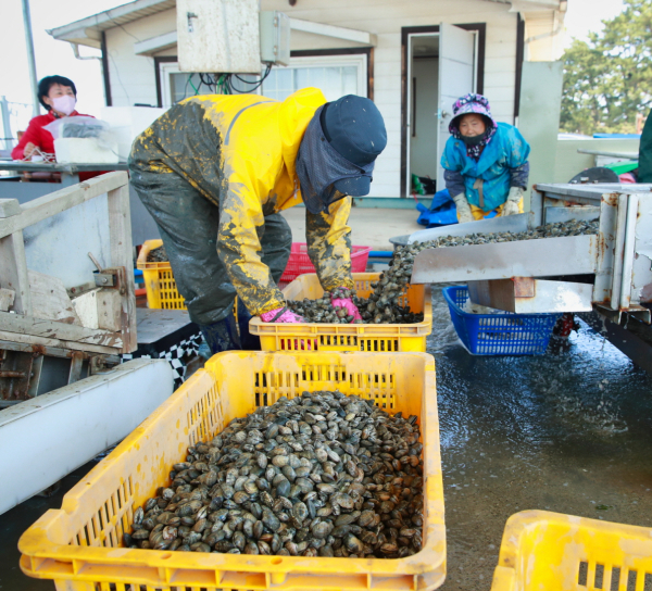 지난 20일 소원면 신덕리에서 어촌계원들이 게르마늄 바지락을 채취하는 모습.