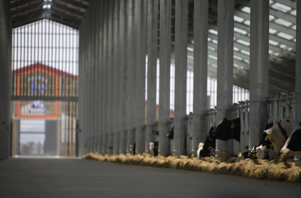 젖소 육성우 전문목장 내부