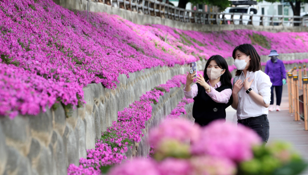 삼성동 대동천 꽃잔디 모습