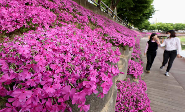 대동천변에 활짝 핀 꽃잔디