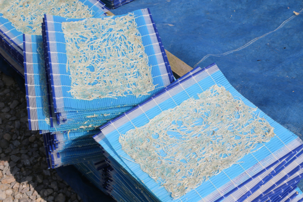 장고항 뱅어포 건조작업 모습