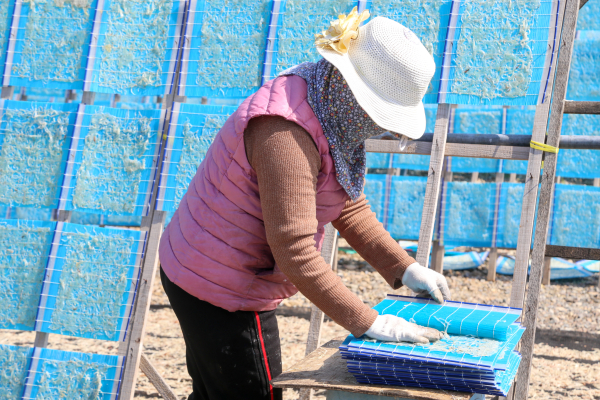 장고항 뱅어포 건조작업 모습