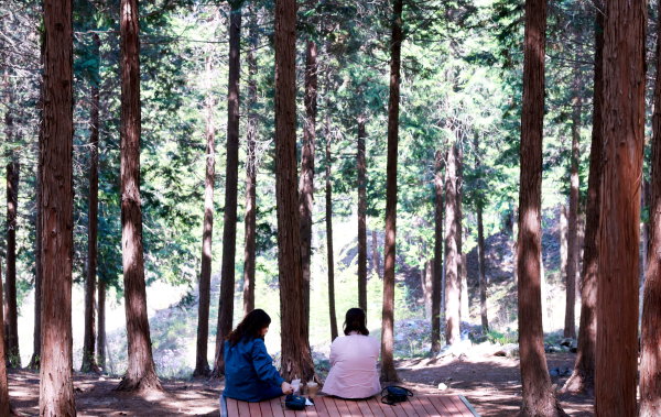 무궁화수목원 편백나무숲 전경