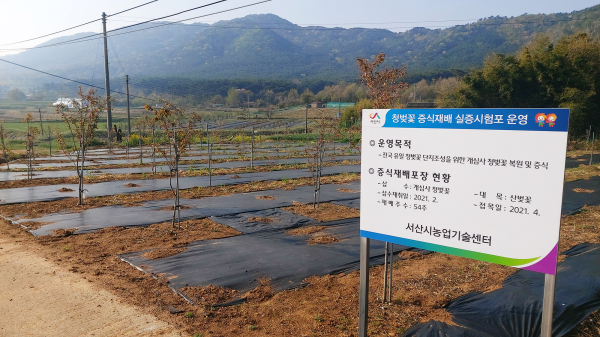 서산시농업기술센터 실증포에 식재된 청벚꽃 접목묘 식재단지(4월)