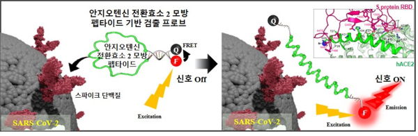 나노 프로브가 SARS-CoV-2 바이러스 표면의 스파이크 단백질과 상호작용한 후 형광 방출 개념도