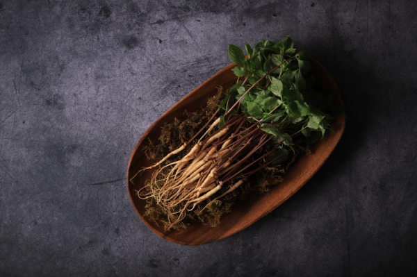 국산 산양삼 이미지 사진