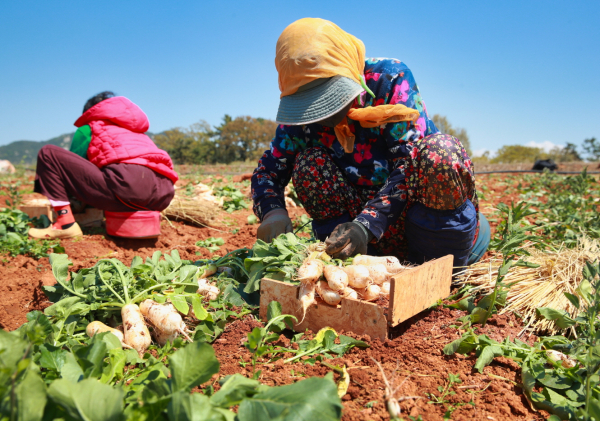 지난 2일 태안읍 장산리의 한 농가에서 황토 총각무를 수확하는 모습.