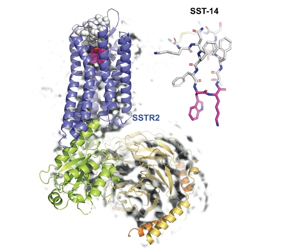성장호르몬 억제 호르몬인 소마토스타틴과 그 수용체의 초저온 전자현미경 구조