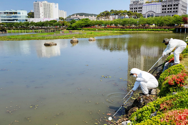 방역기동반이 9일 중앙호수공원 호수 일원에서 유충 구제작업하는 모습