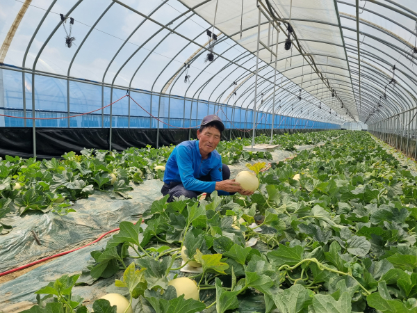 천안시 특화작목인 ‘하늘그린 멜론’을 올해 처음 수확한 이필영 씨.