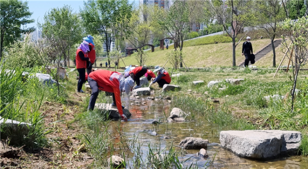 건협 서울서부지부에서 안양천 일대에 노랑꽃창포를 식재하고 있다.