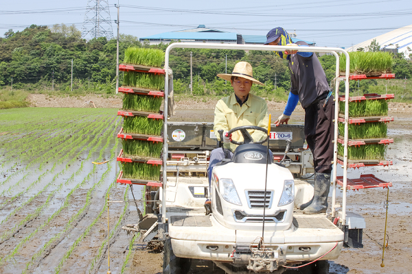 구상 서산시장 권한대행이 16일 명천리 일원 논에서 이앙기로 백옥향을 모내기하는 모습