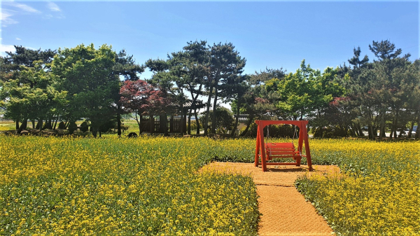 국보 봉선 홍경사 갈기비 주변에 조성된 유채꽃밭 모습