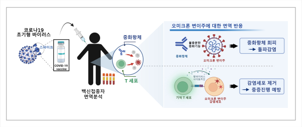 [그림2]  코로나19 백신에 의해 유발된 기억 T세포의 오미크론 변이주에 대한 항바이러스 작용