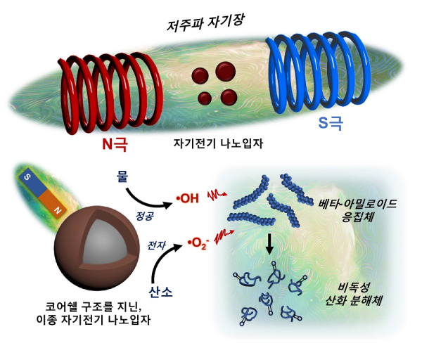 (그림 설명) 저주파 자기장에 반응하여 들뜬 상태의 전하운반체를 형성함으로써 베타-아밀로이드 응집체를 분해하는 자기전기 나노입자의 모식도.